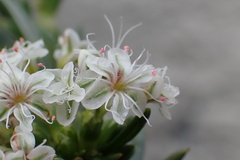 Eriogonum fasciculatum foliolosum