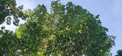 Artocarpus chaplasha