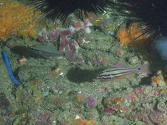 Ostorhinchus limenus