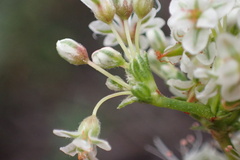 Eriogonum fasciculatum foliolosum