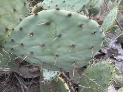 Opuntia × occidentalis