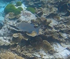 Kyphosus cinerascens