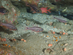 Ostorhinchus limenus