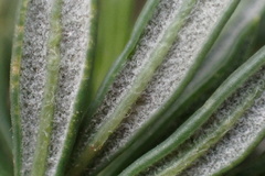 Eriogonum fasciculatum foliolosum