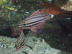 Ostorhinchus limenus