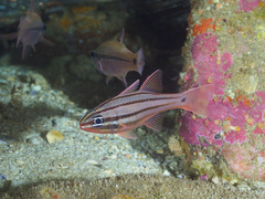 Ostorhinchus limenus