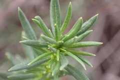 Eriogonum fasciculatum foliolosum