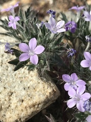 Langloisia setosissima setosissima