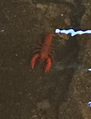 Euastacus