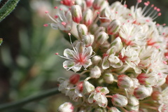 Eriogonum fasciculatum polifolium