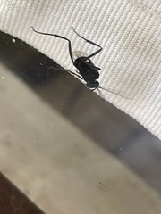 Evania appendigaster