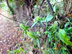 Tetramerium nervosum
