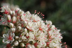 Eriogonum fasciculatum polifolium