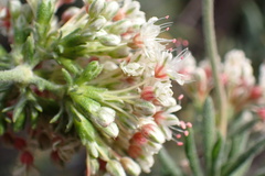 Eriogonum fasciculatum polifolium