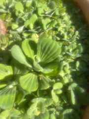 Pistia