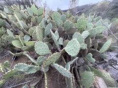 Opuntia × occidentalis