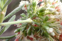 Eriogonum fasciculatum polifolium