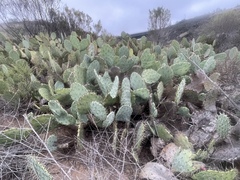 Opuntia × occidentalis