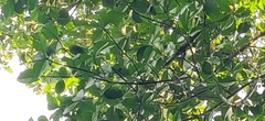 Artocarpus chaplasha