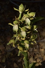 Chloraea cylindrostachya