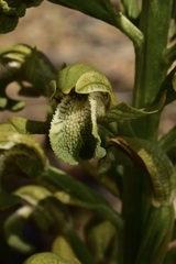 Chloraea cylindrostachya