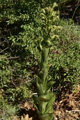 Chloraea cylindrostachya