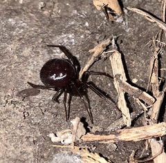 Steatoda capensis