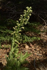 Chloraea cylindrostachya