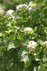 Physocarpus malvaceus