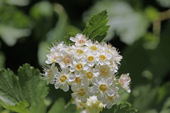 Physocarpus malvaceus
