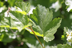 Physocarpus malvaceus