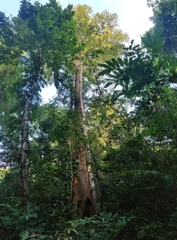 Artocarpus chaplasha