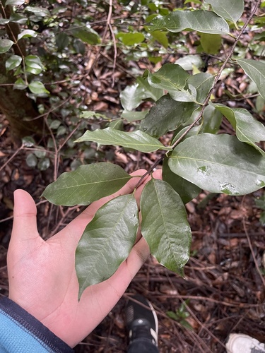 Pepperleaf sweetwood (Licaria triandra)