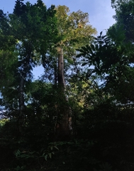 Artocarpus chaplasha