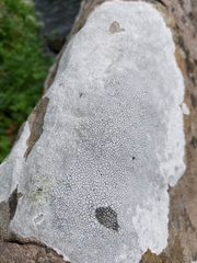Lecanora rupicola
