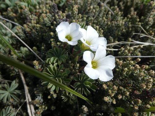 Image of Oxalis enneaphylla by (c) Tristan Jobin, some rights reserved (CC BY)