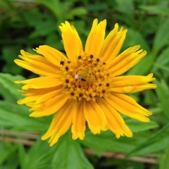 Sphagneticola trilobata