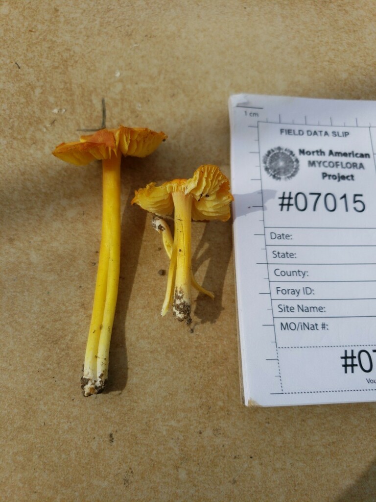 Hygrocybe sp. 'IN17'