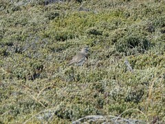 Charadrius modestus
