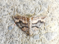 Hydriomena deltoidata