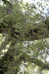 Dendrobium cunninghamii