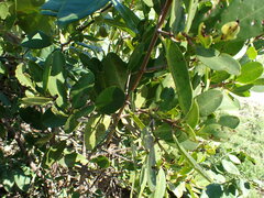 Laguncularia racemosa