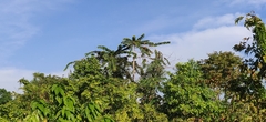 Duabanga grandiflora