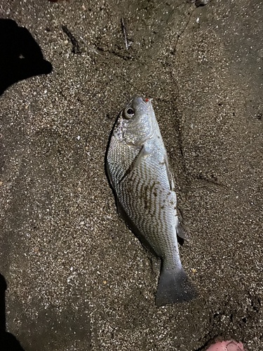 Longfin croaker (Umbrina dorsalis) — Sciaenidae — 2