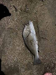 Umbrina
