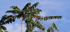 Duabanga grandiflora