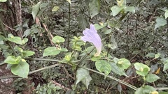 Strobilanthes flexicaulis