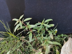 Oldenlandia corymbosa