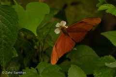 Dryas iulia moderata