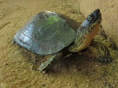 Colombian Wood Turtle photo 5